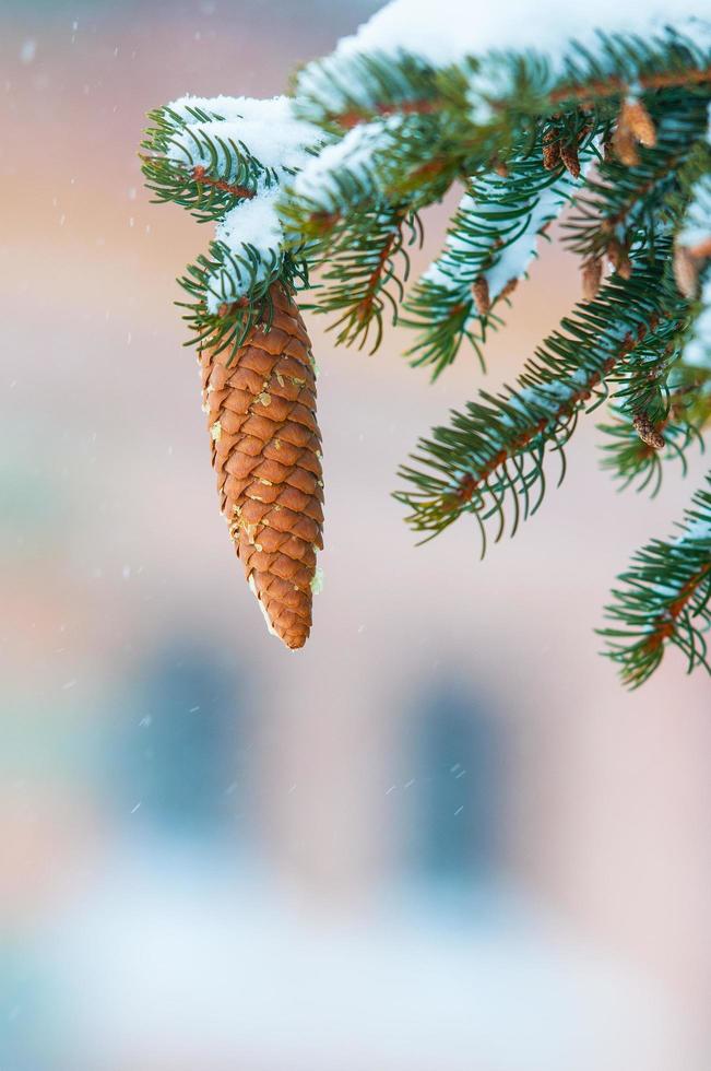 Pinecone tree on snow photo