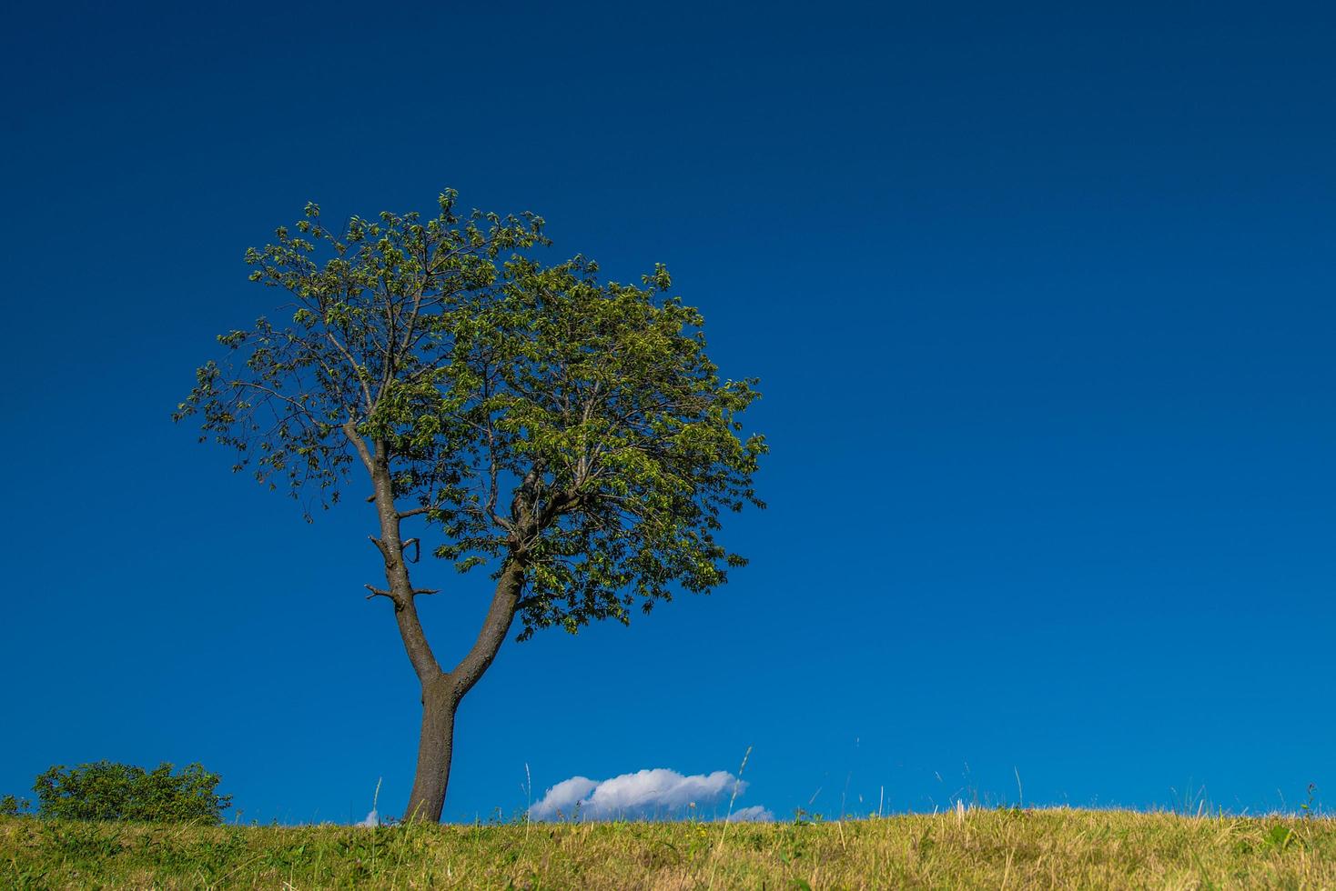 árbol solitario en el prado foto