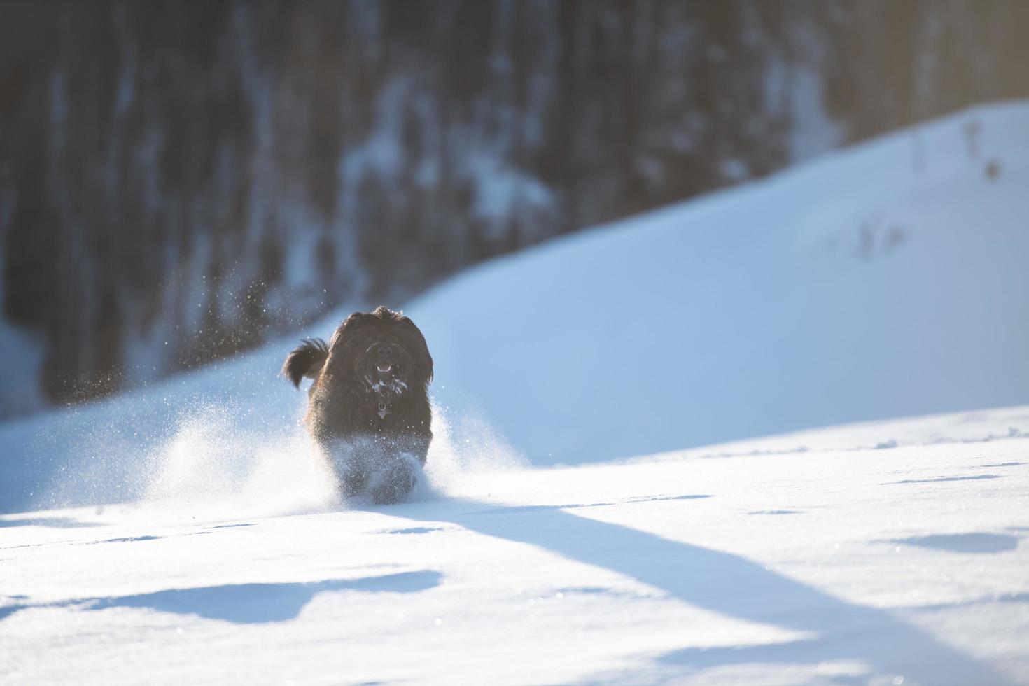 Large Bergamo sheepdog runs in the fresh snow photo