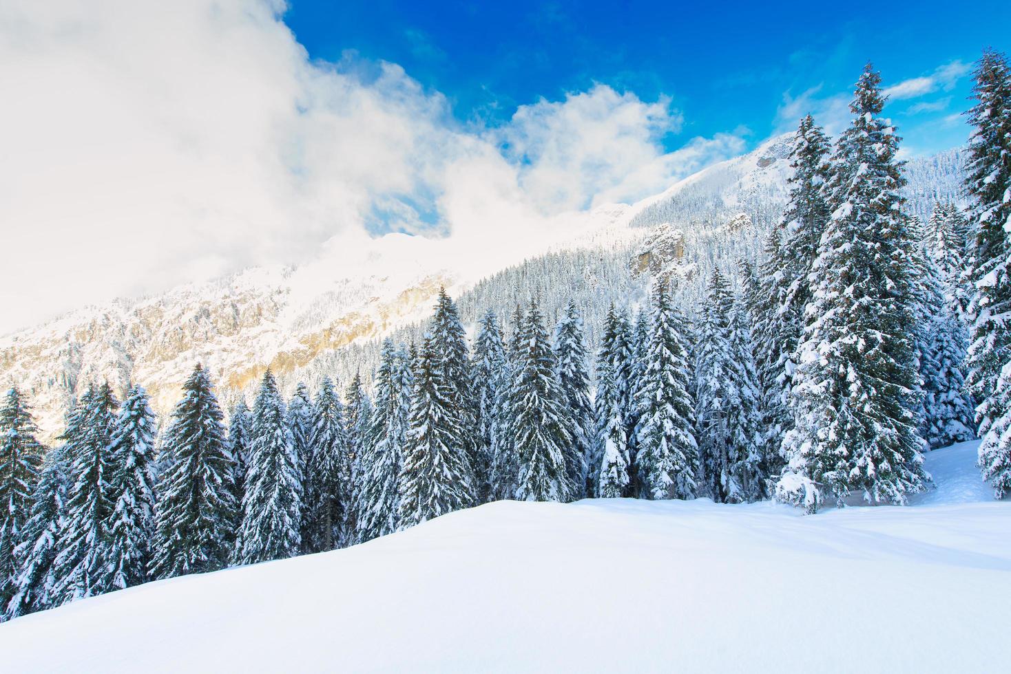 Snowy winter mountain landscape with fir trees photo