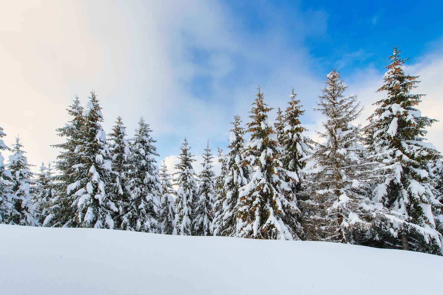 After a heavy snowfall, a landscape of spruce trees and the sky that becomes clear photo