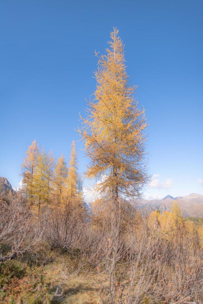 alerce alto en los alpes italianos foto