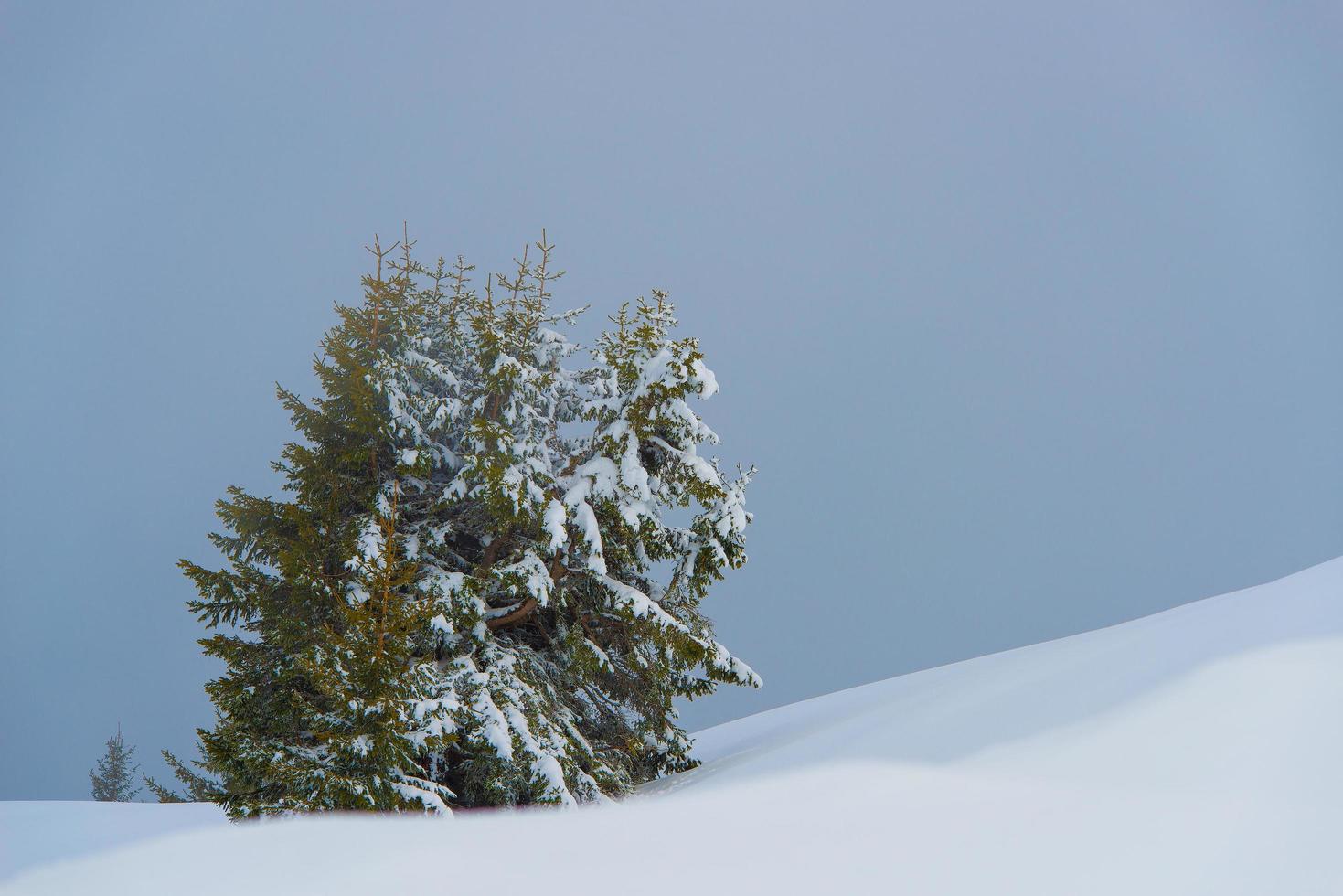 grupo de pinos en la nieve foto