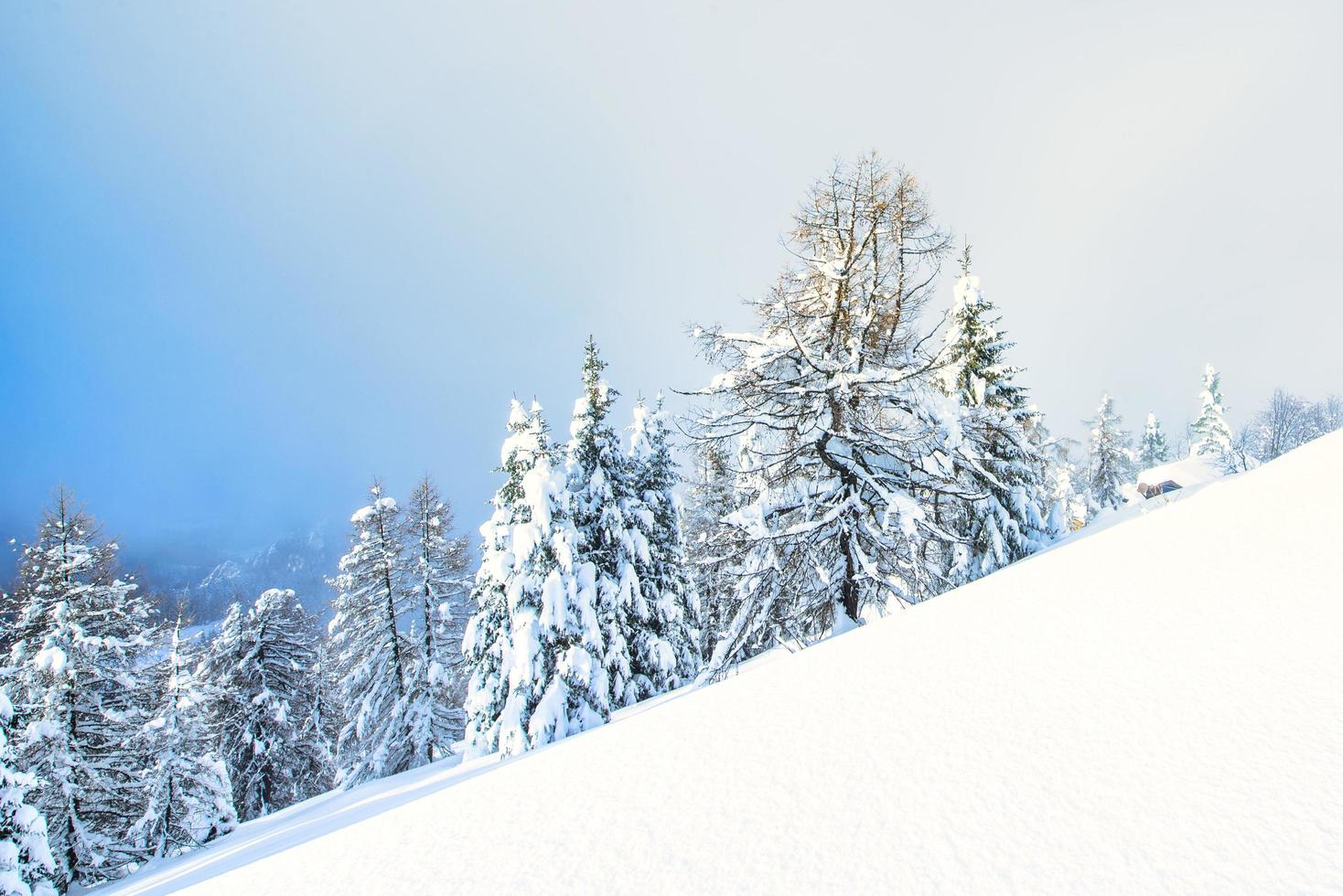 Mountain slope with lots of snow and spruce trees photo