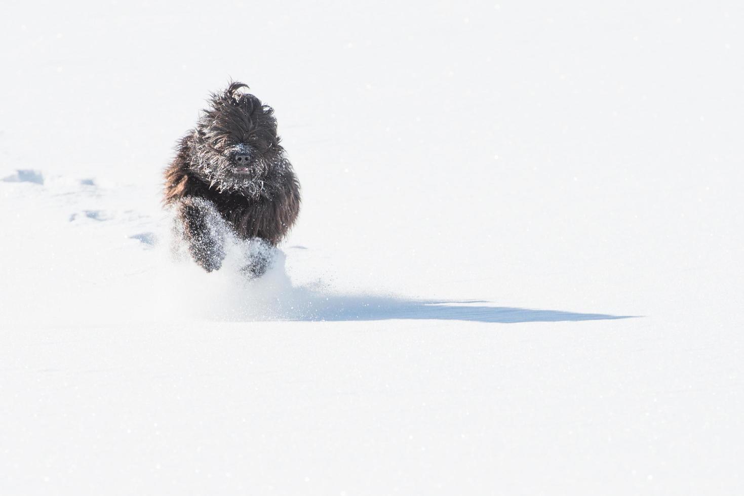 Bergamasco shepherd dog running in the snow photo