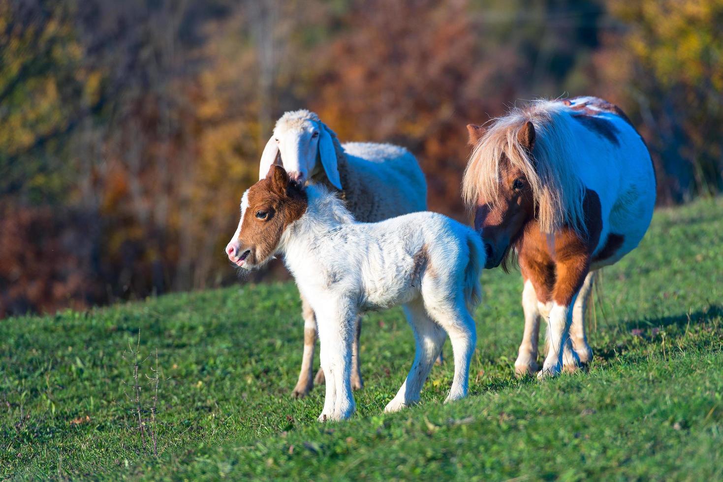 un pony con el pequeño y una oveja foto