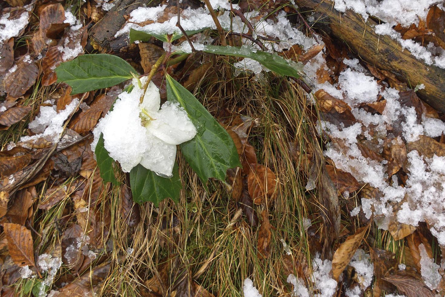 Snowdrops covered with snow photo