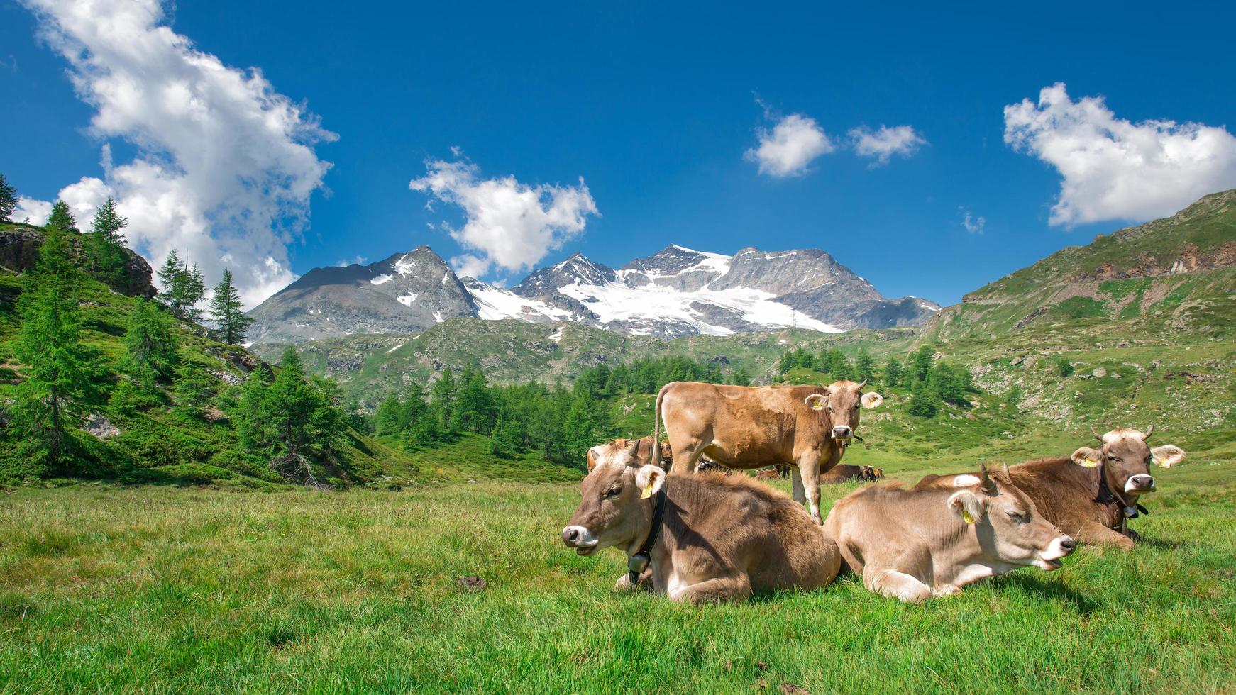 Grazing cows in the Swiss mountains photo