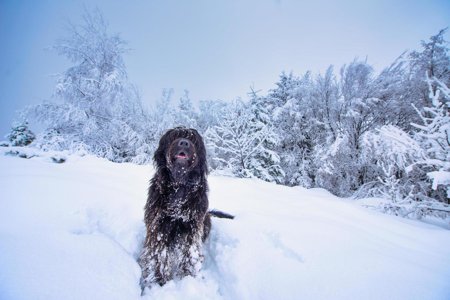 perro pastor bergamasco en medio de mucha nieve en las montañas foto