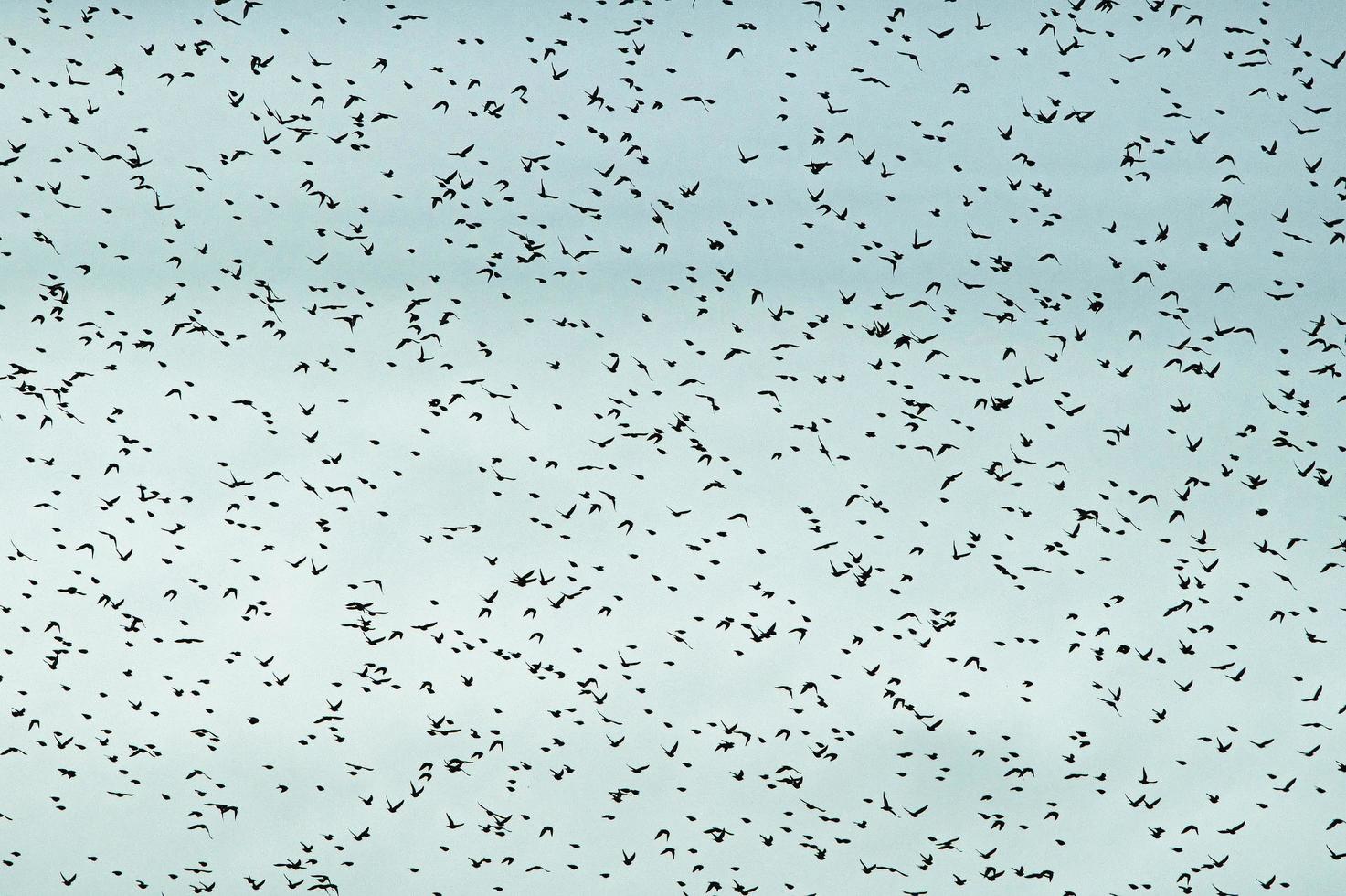 Many birds flying in the sky photo