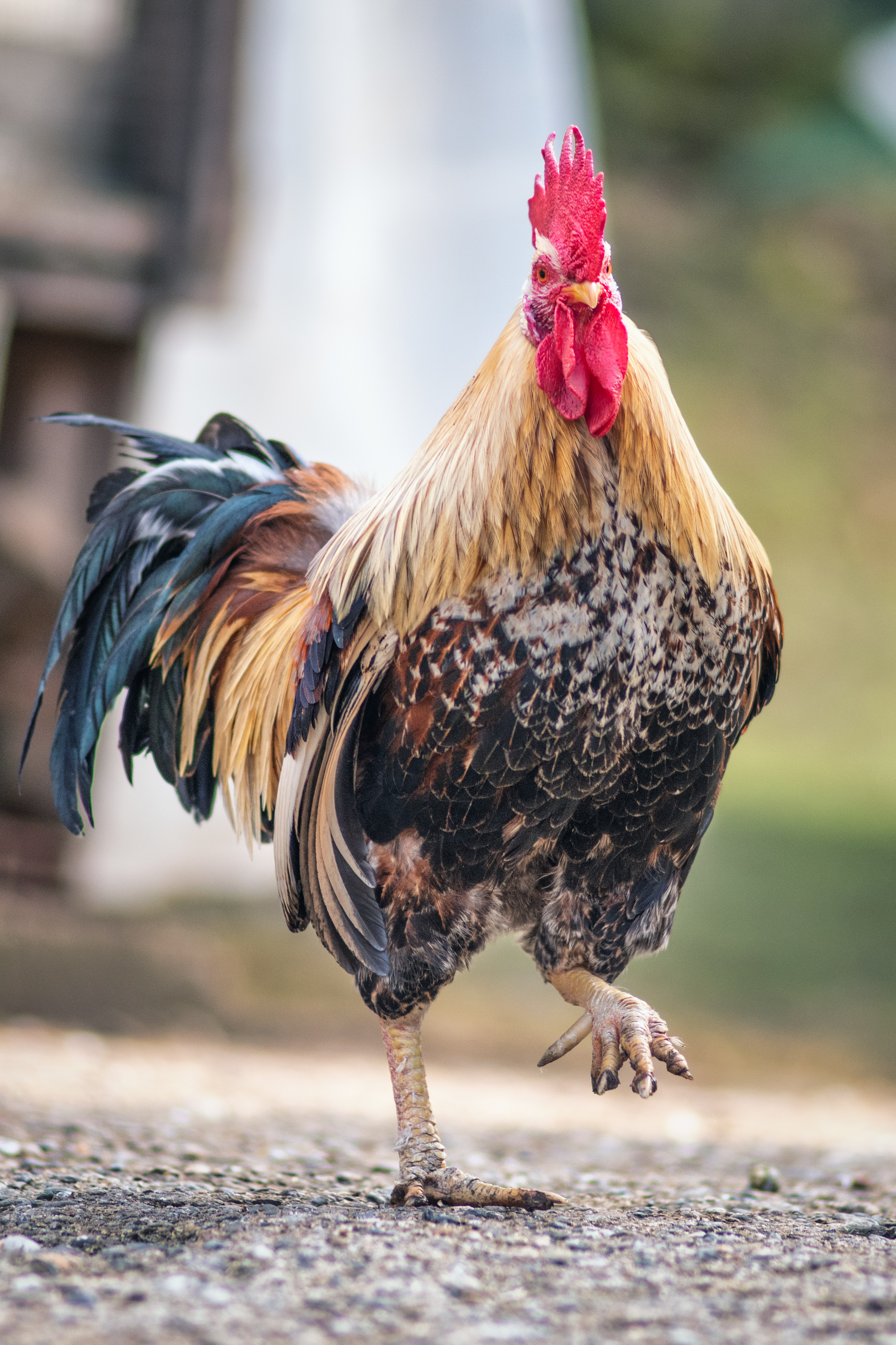 Gallos Imágenes, Fotos y Fondos de pantalla para Descargar Gratis