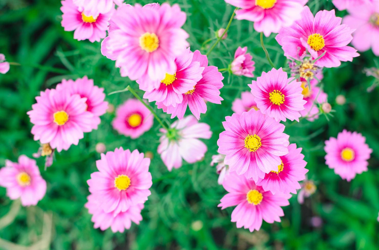 Pink cosmos flower blooming in the garden photo