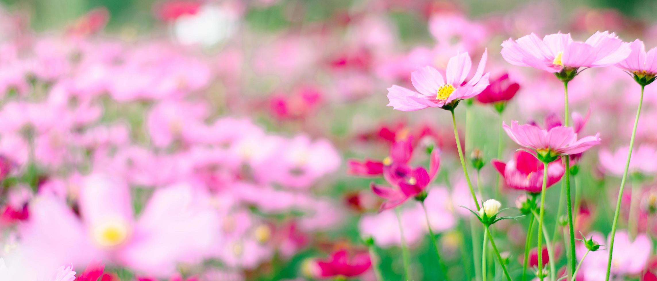 Las flores rosadas del cosmos florecen en el jardín. foto