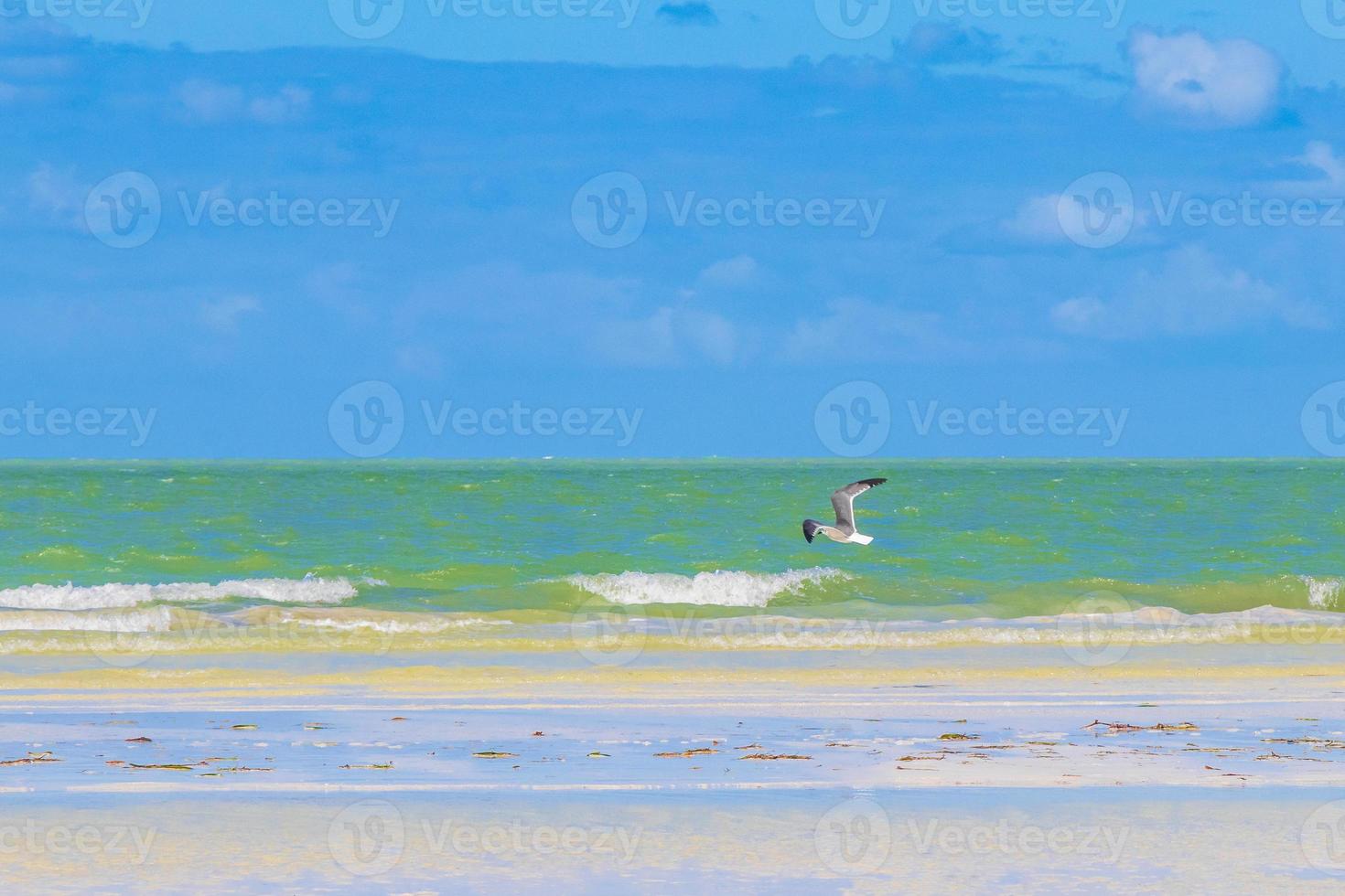 Flying birds seagulls at beautiful Holbox island beach sandbank Mexico. photo