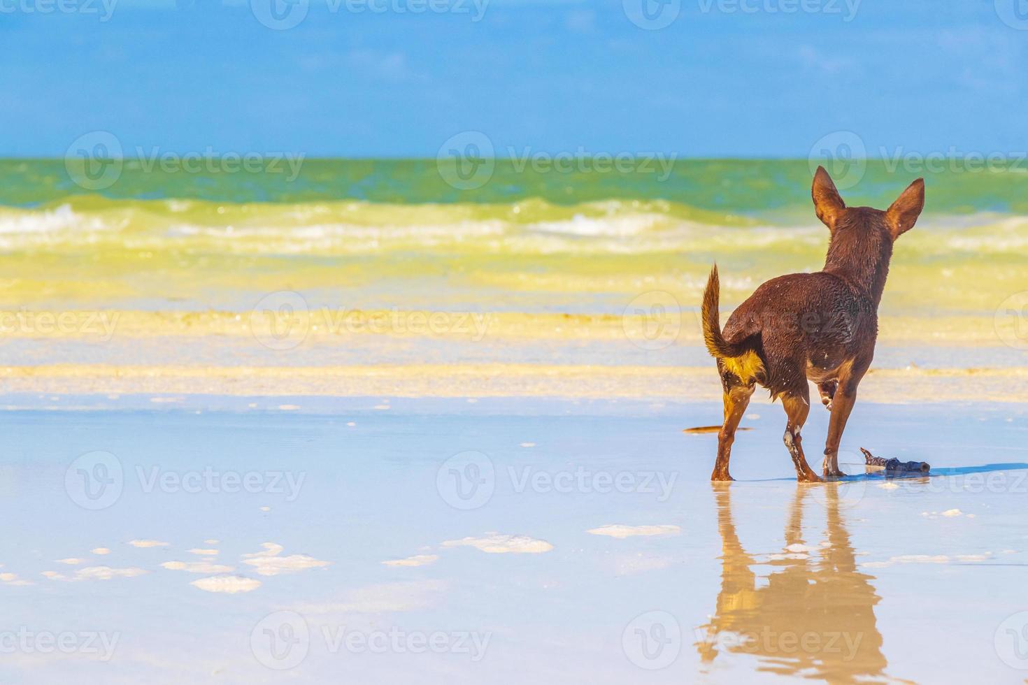 perro terrier de juguete ruso en la playa isla holbox méxico. foto