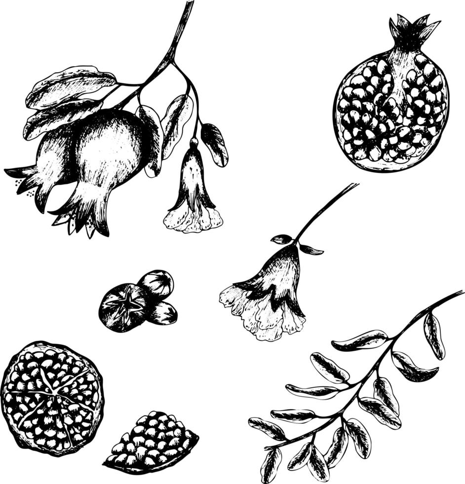 Set of hand drawn black pomegranate cut, flower, branch and leaves isolated on white background. Sketch art illustration vector