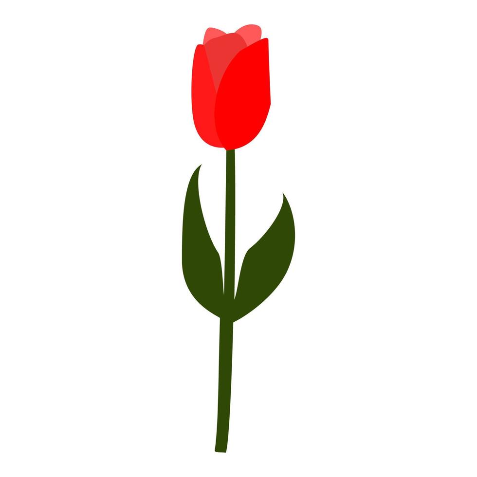 Tulip flower red color with green leave vector