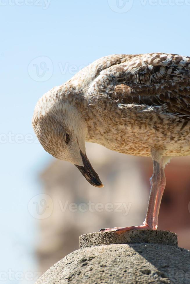 Big pigeon watches his paws photo