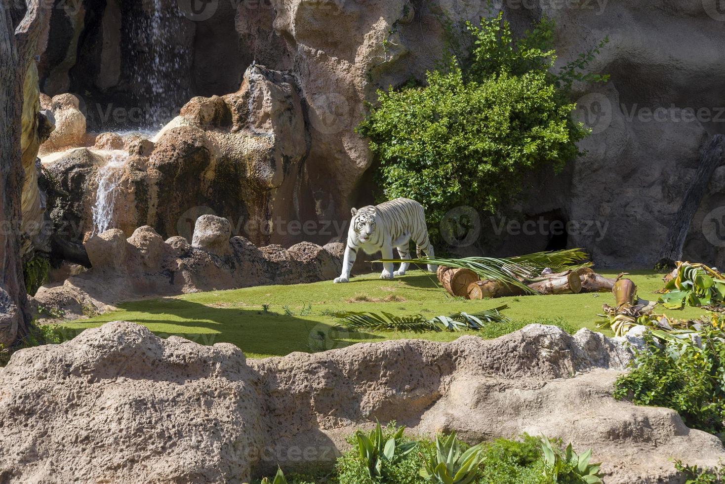 White tiger at the zoo on the island of Tenerife. photo