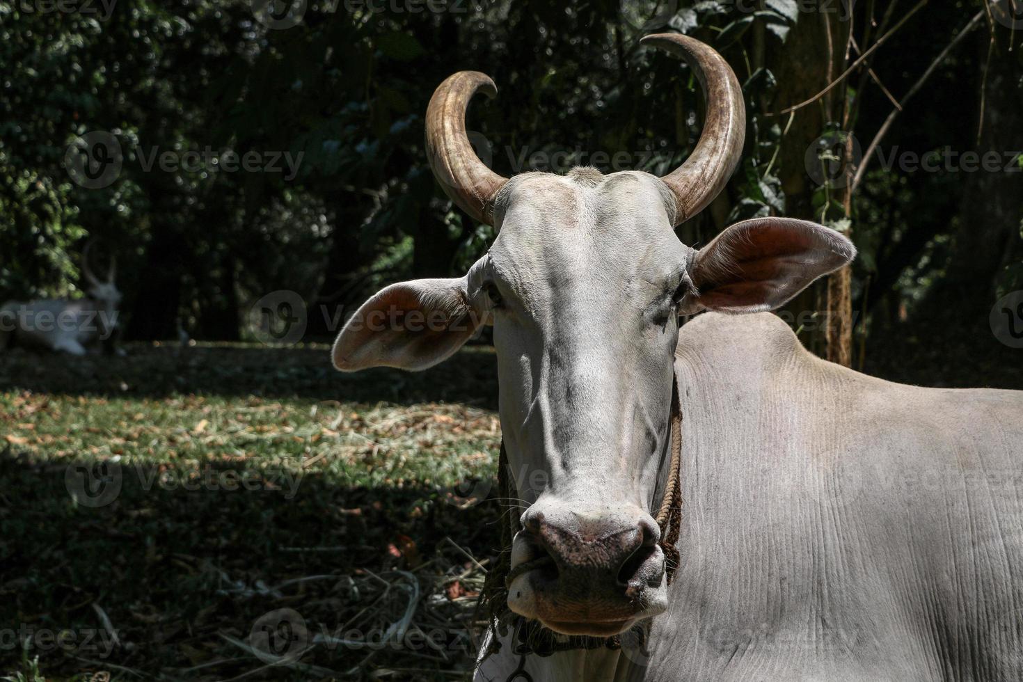 toro blanco al ralentí en el desierto foto