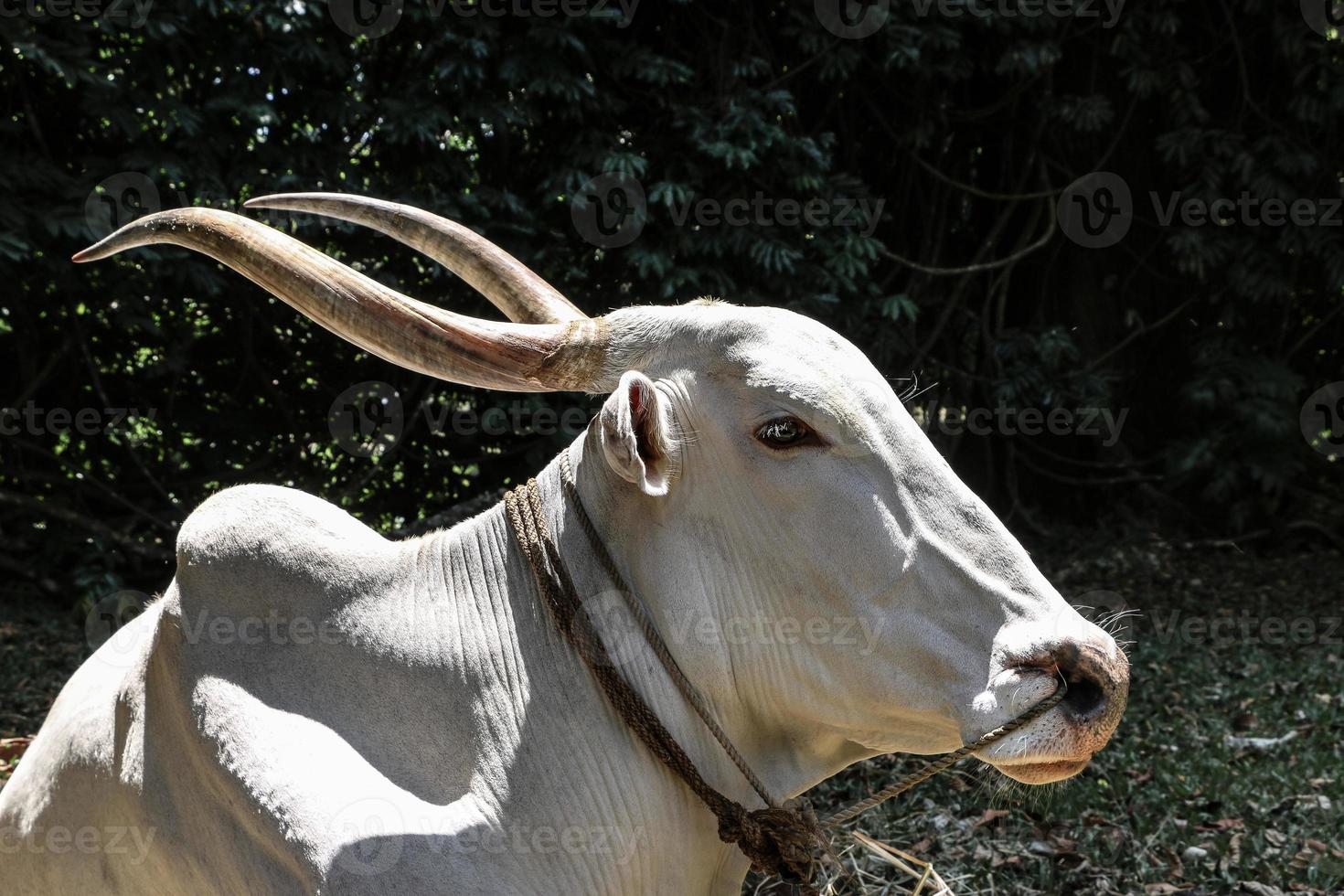 toro blanco al ralentí en el desierto foto