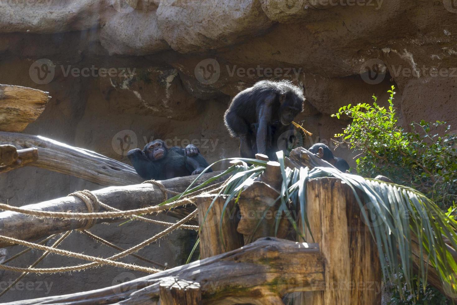 Two monkeys in the trees at the zoo in Tenerife. photo