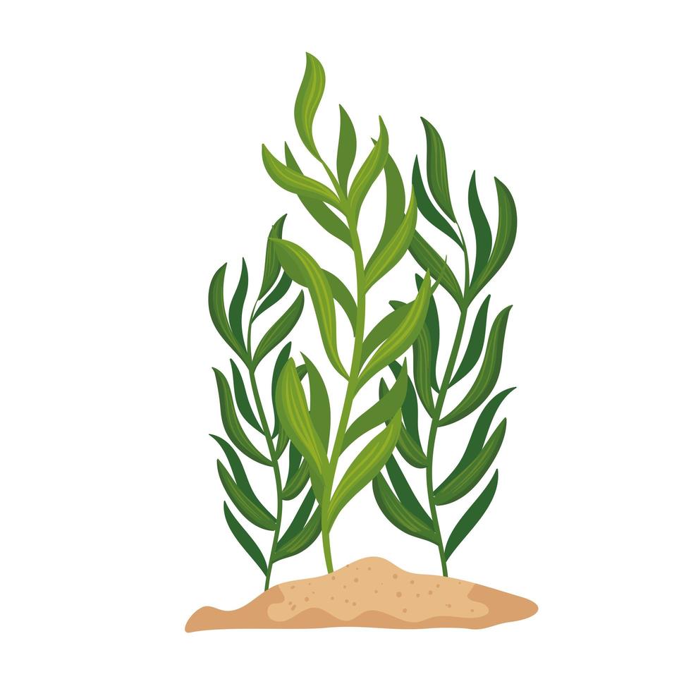 algae with branch and leafs vector