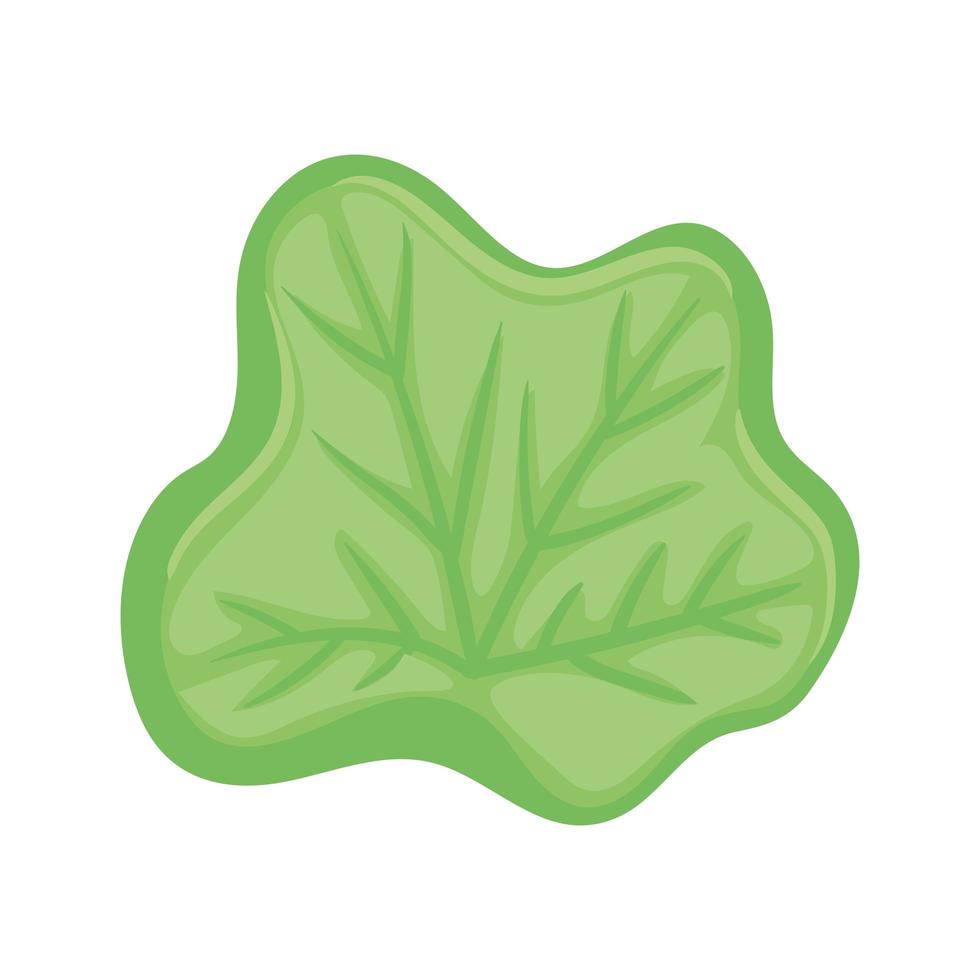 fresh lettuce vegetable vector