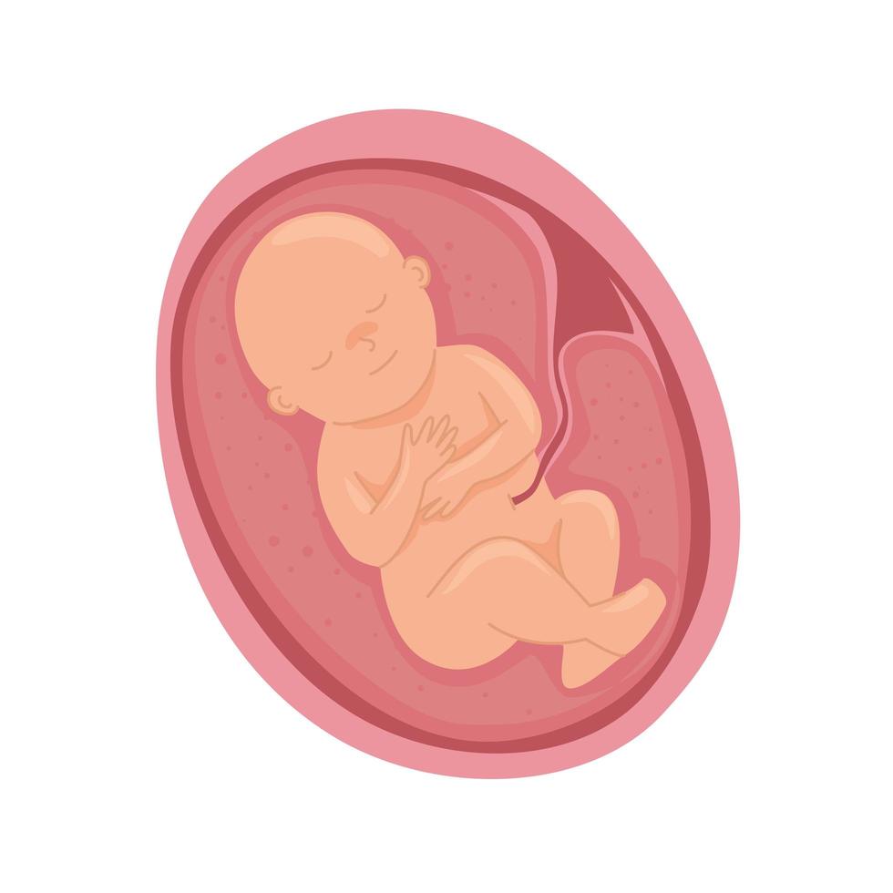 baby in womb vector