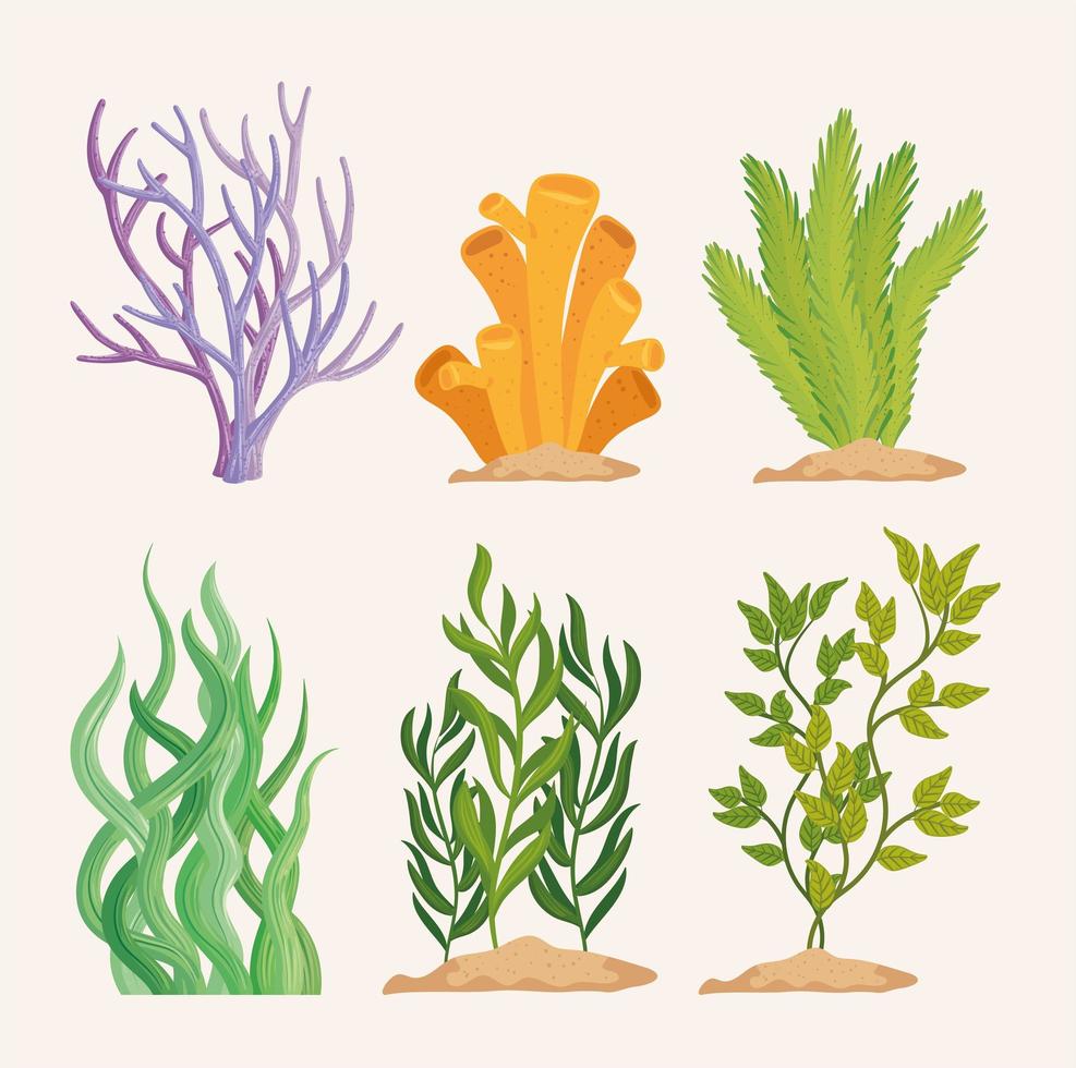 set of algaes plants vector