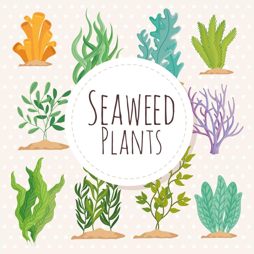 differents seaweed plants vector