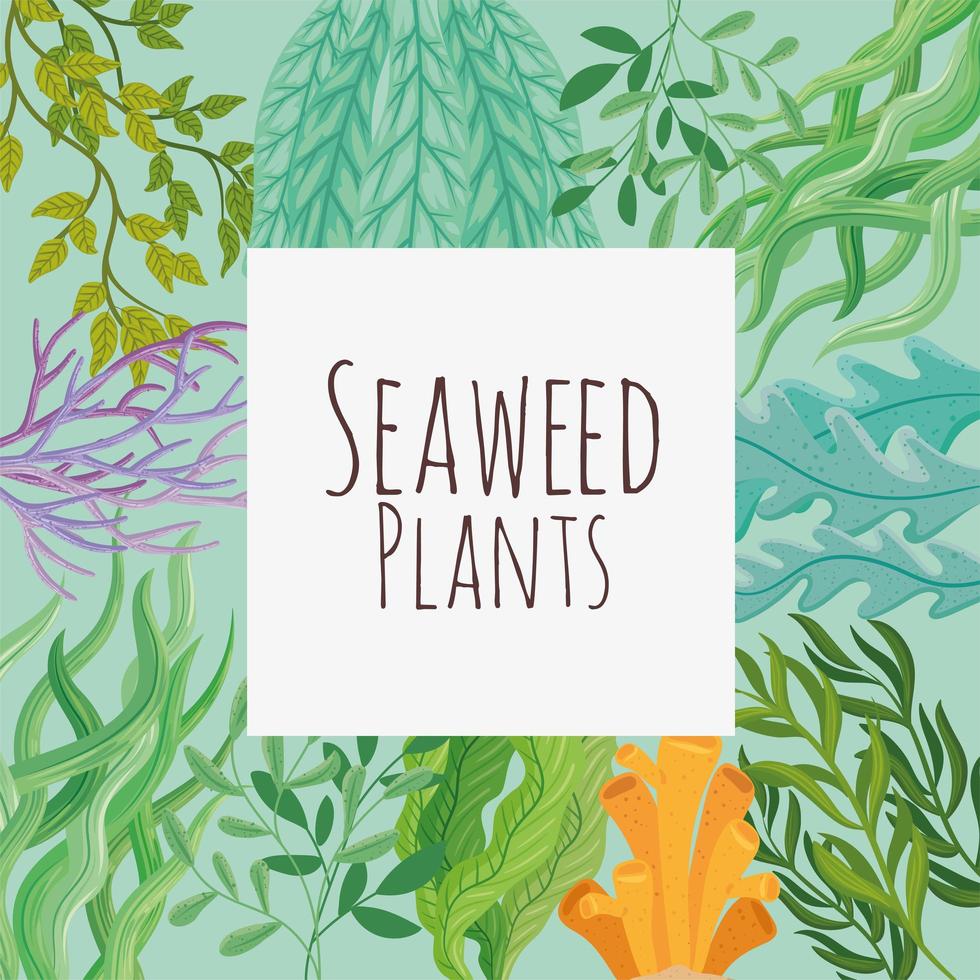 seaweed plants banner vector