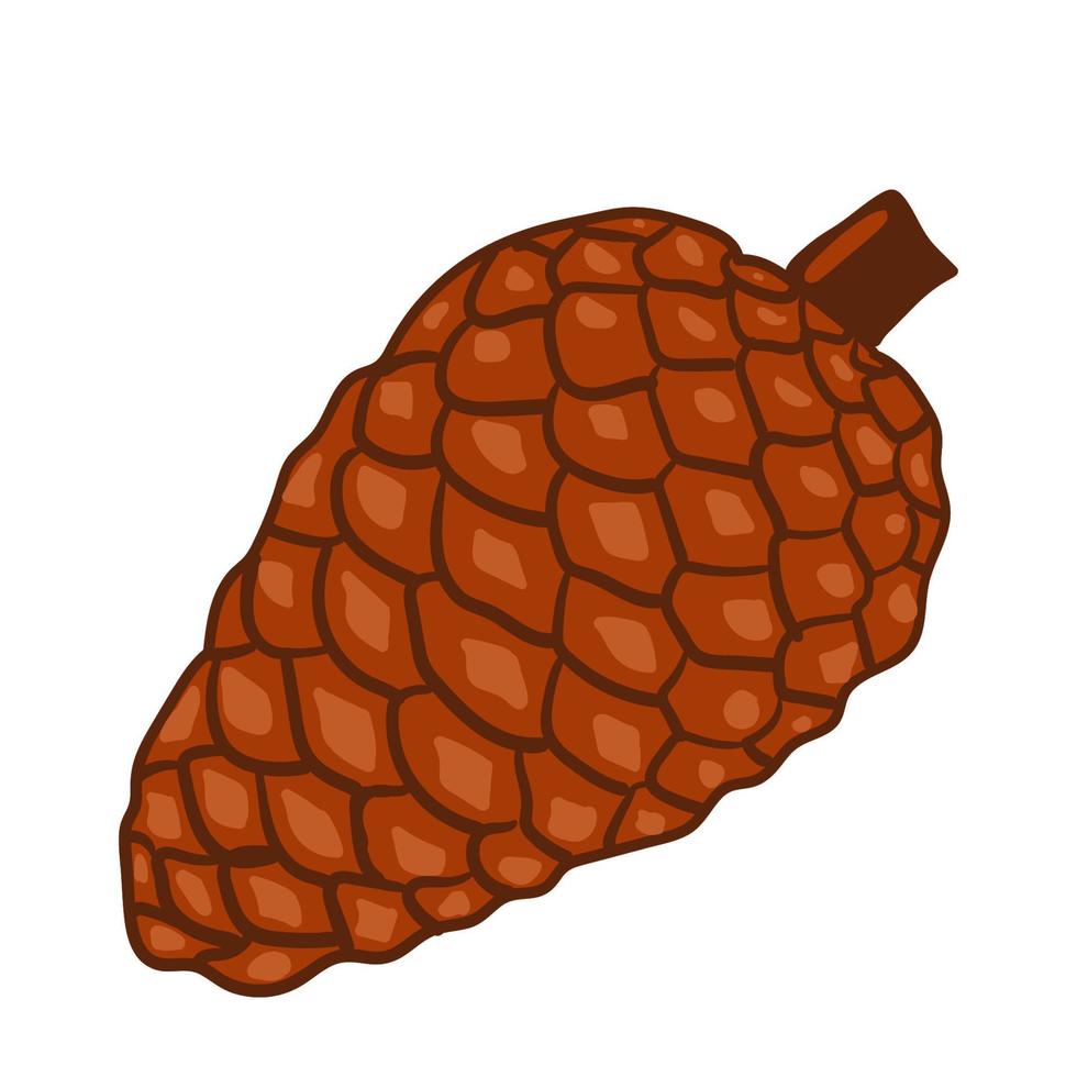 Cedar cone hand drawn isolated vector illustration