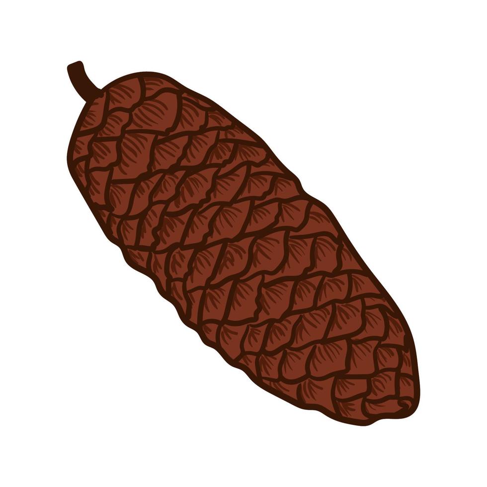 Spruce, fir cone hand drawn isolated vector illustration