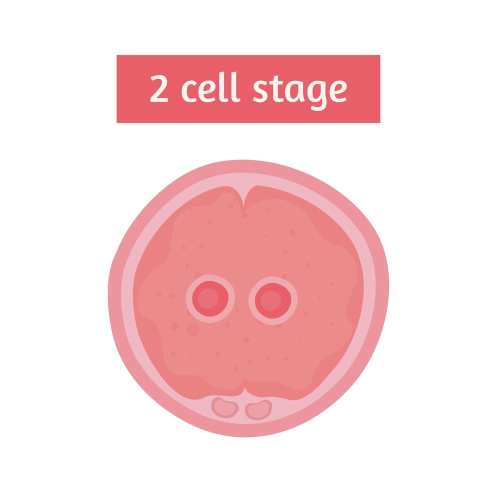 fertilización etapa de dos células vector