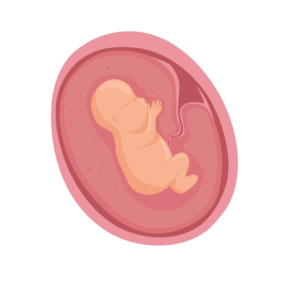 embryo in womb development vector