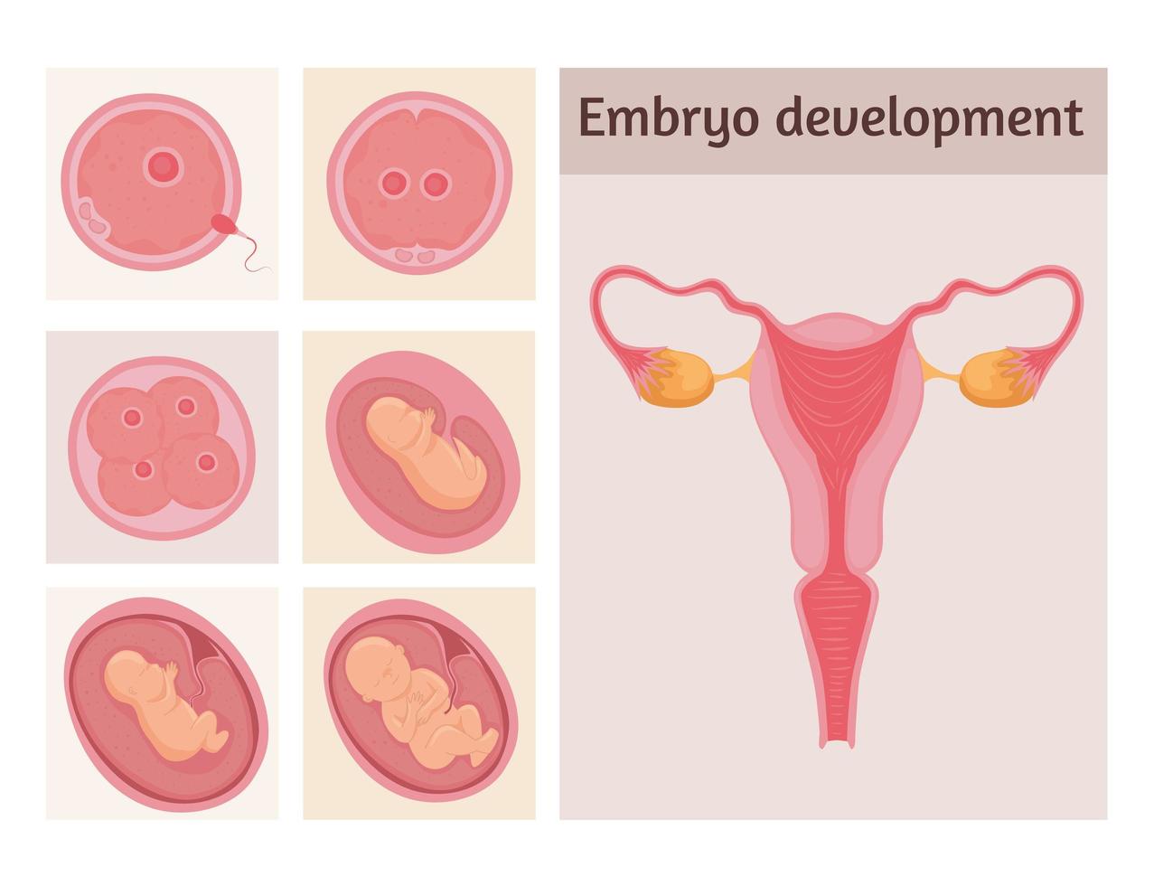 etapas de desarrollo del embrión vector