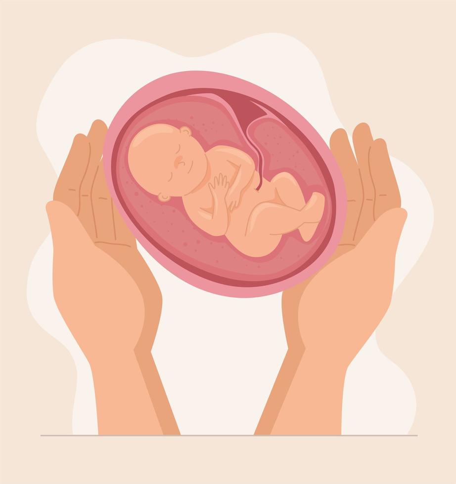 hand holding baby in womb vector
