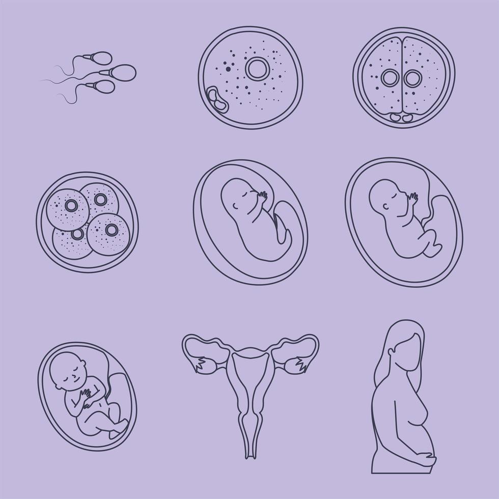 embryo development designs vector