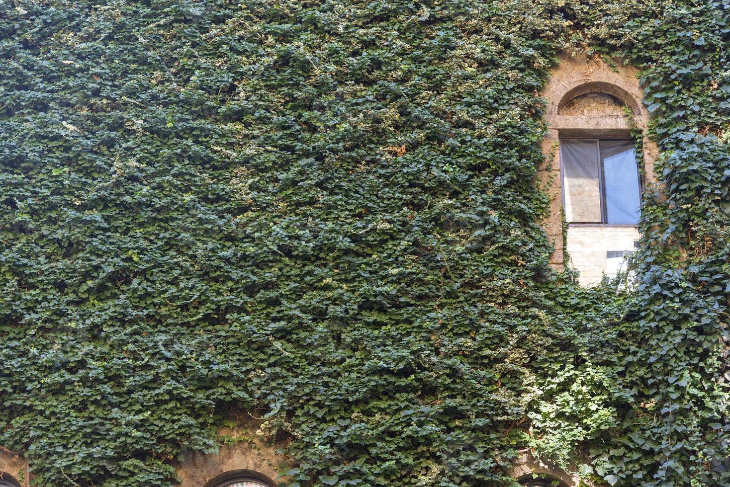 las paredes y ventanas del edificio están cubiertas de hiedra y vid verde. foto