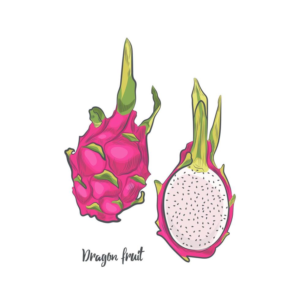 pitaya dibujada a mano aislada sobre fondo blanco. Ilustración de vector de boceto de fruta de dragón.