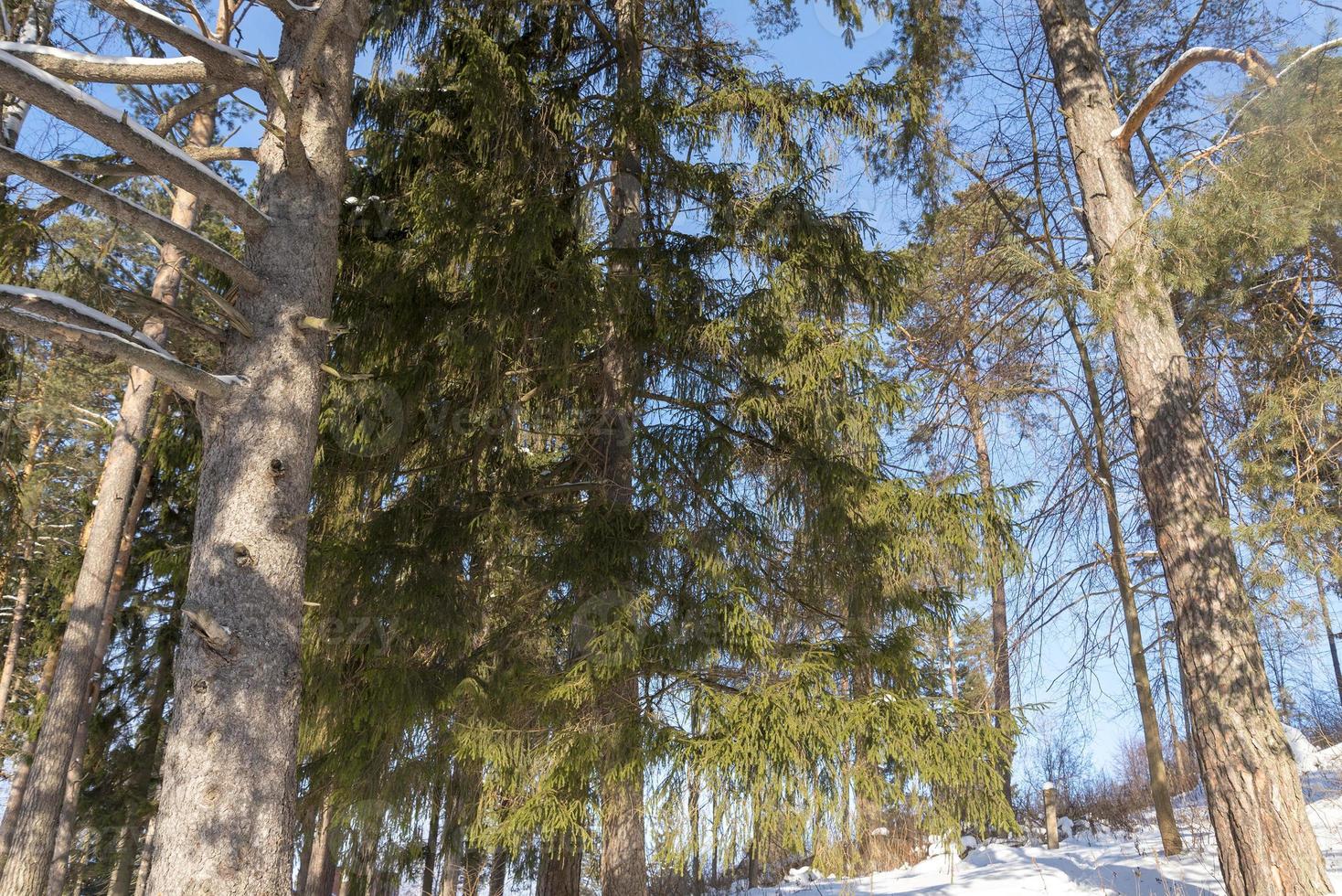 Snow-covered tree branches with a blue Sunny sky. photo