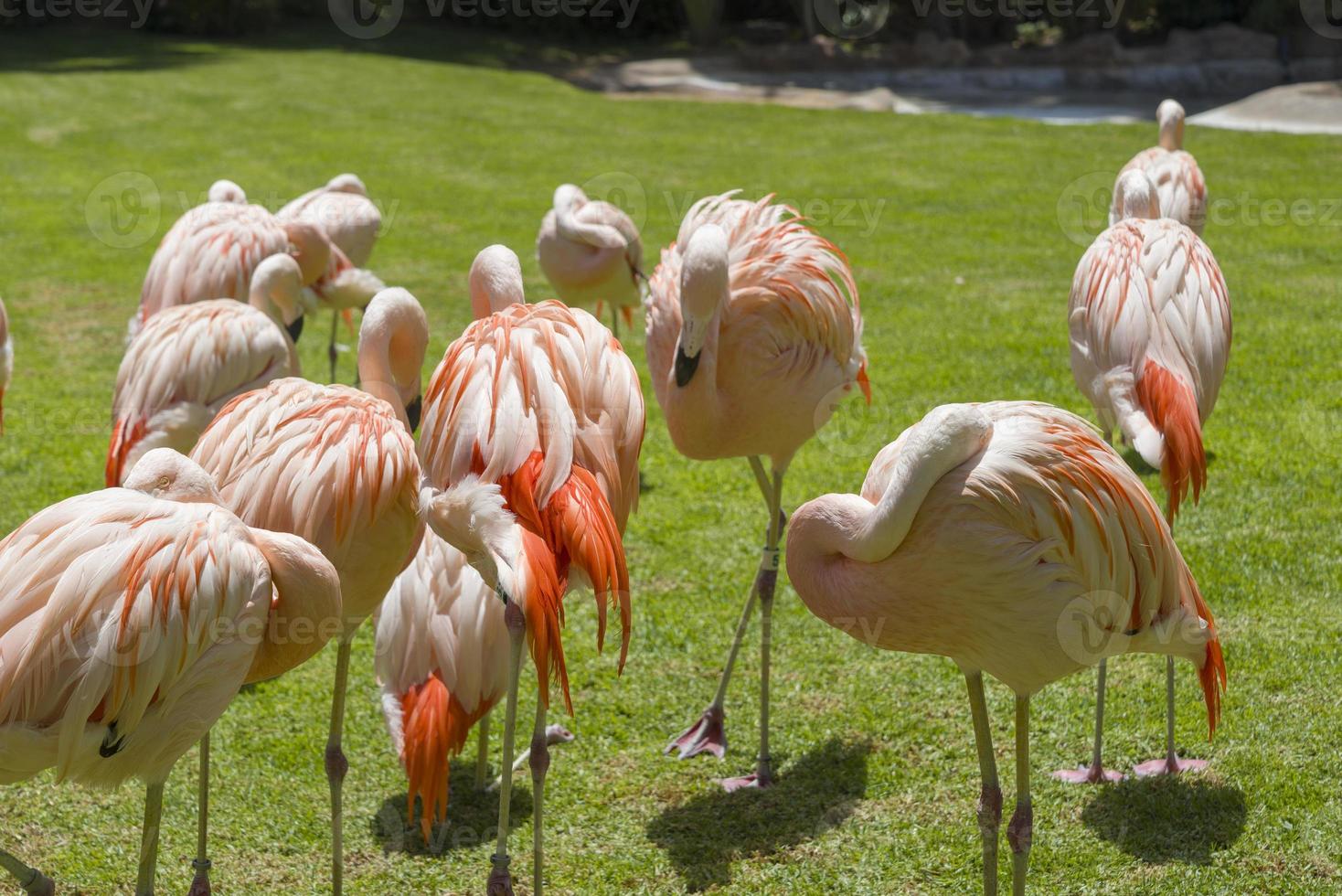 Pink flamingos at the zoo on the island of Tenerife. photo