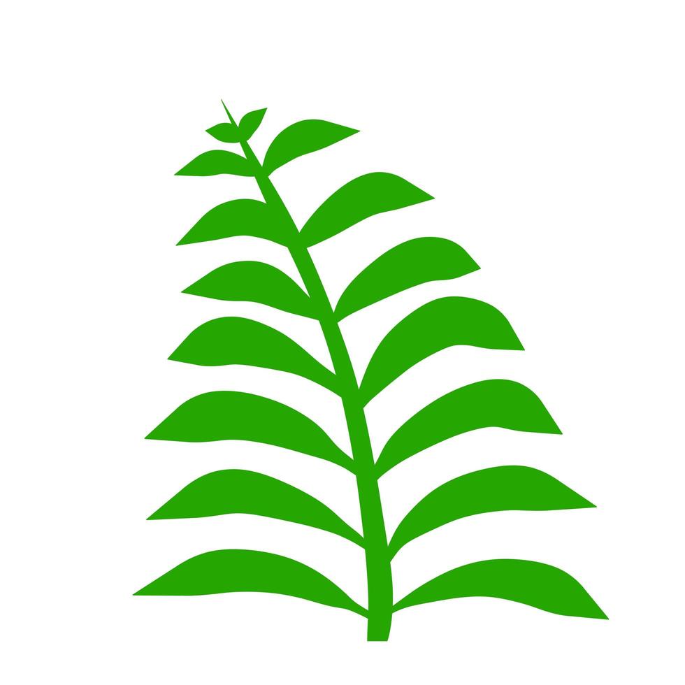 hoja de helecho. elemento de la naturaleza y el bosque. planta de helecho verde. vector