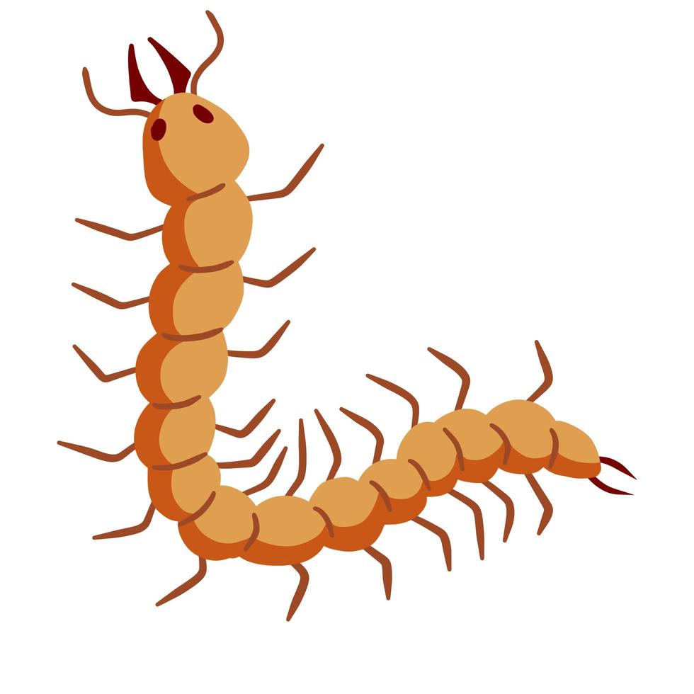 Nasty insect. Centipede and millipede. vector