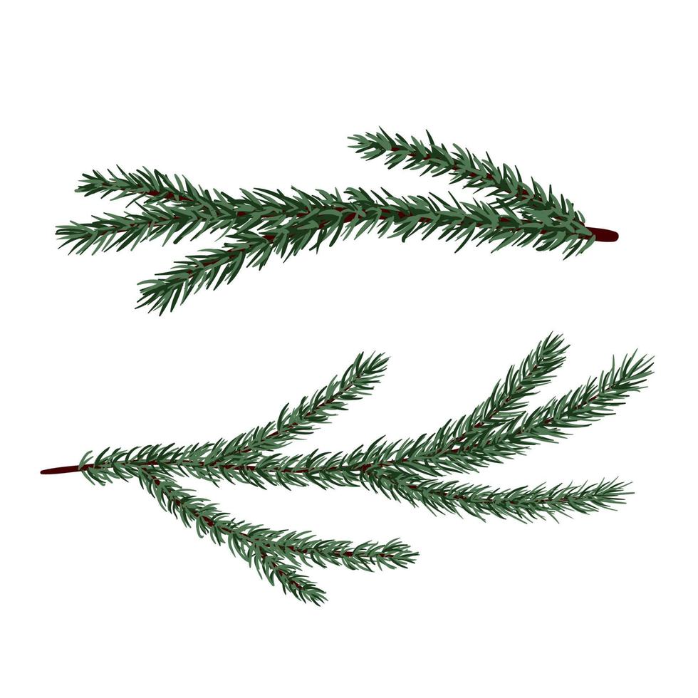 Set of conifer branches vector illustration set. Pine, spruce, cedar, larch, fir tree branches, winter nature clipart for design, print, card, christmas, greetings, wallpapers, background