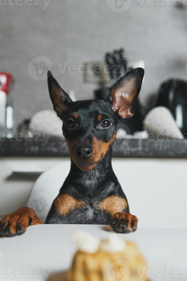 Cut dog miniature pinscher sitting by the table and eating homemade cake photo
