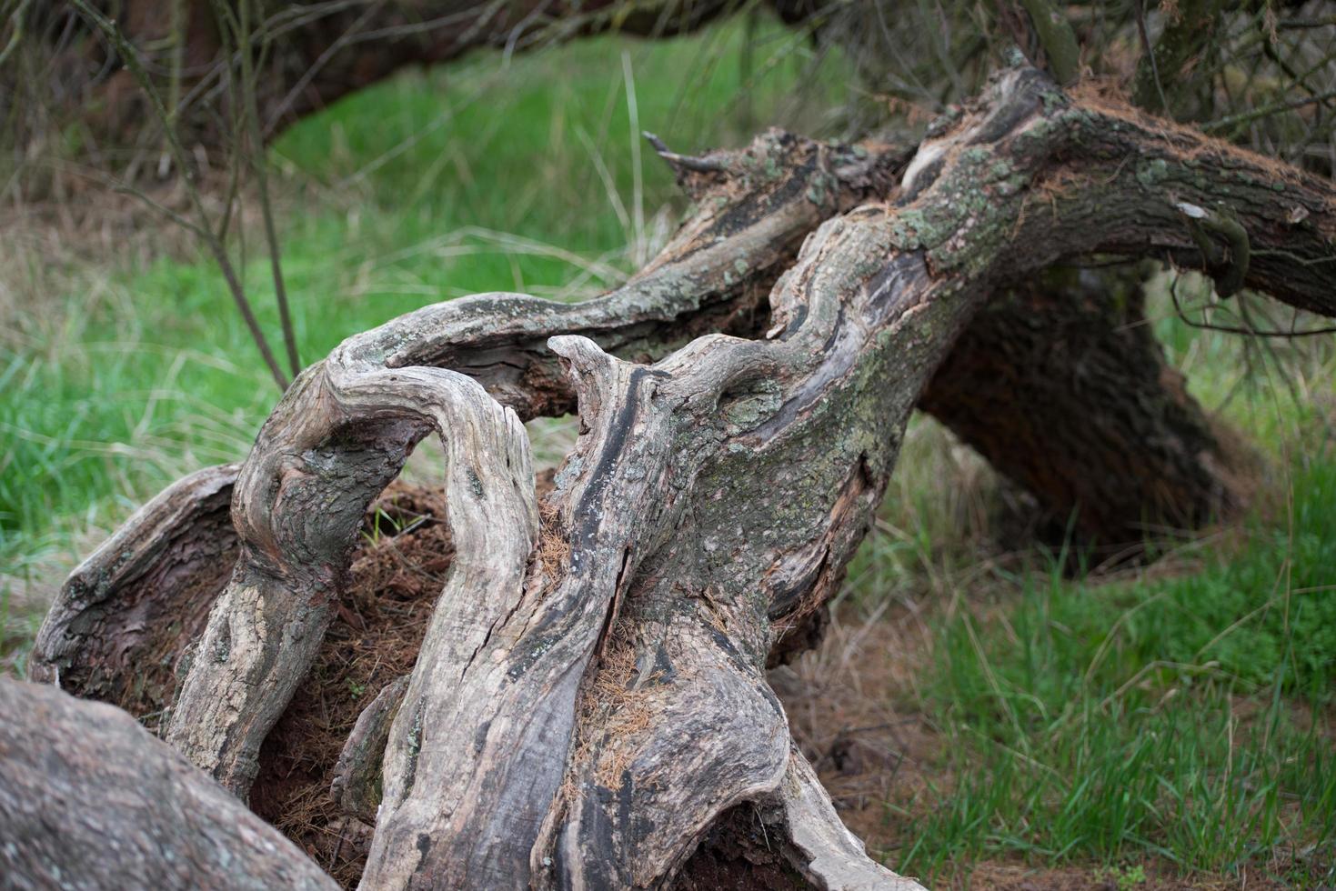 Close up of a centenarian taray. Beautiful tre at Tablas de Daimiel National Park. Ciudad Real, Spain. photo