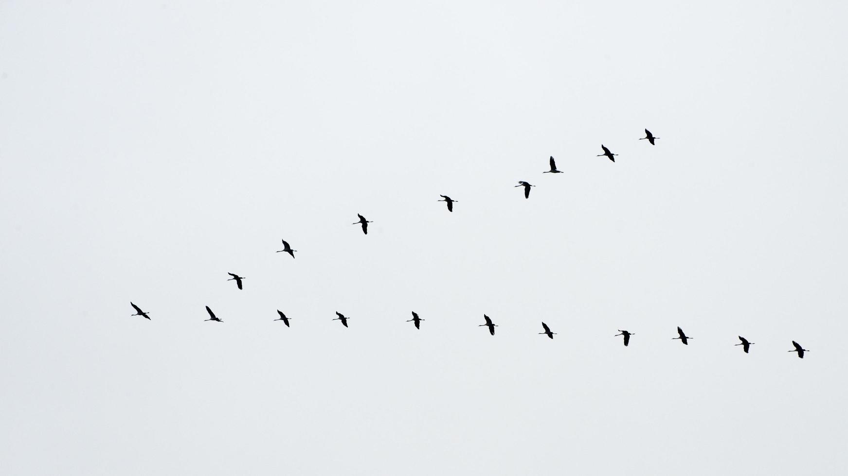 Migration of a group of gooses. Flying together photo