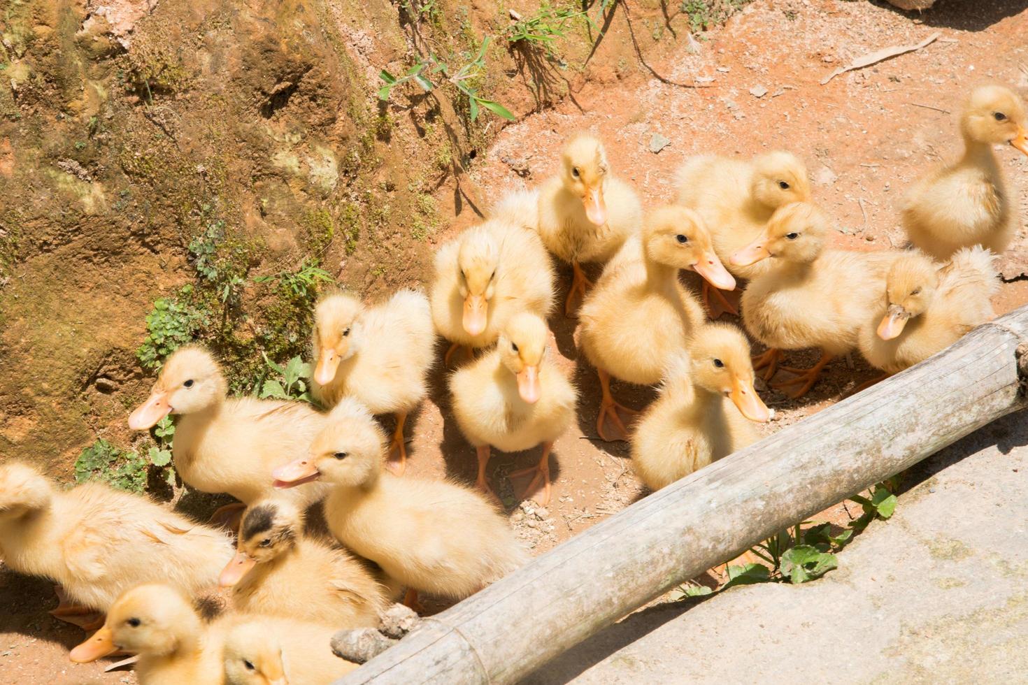 lindos patos bebés en un entorno rural. grupo de ellos detrás de un palo de madera.vietnam foto